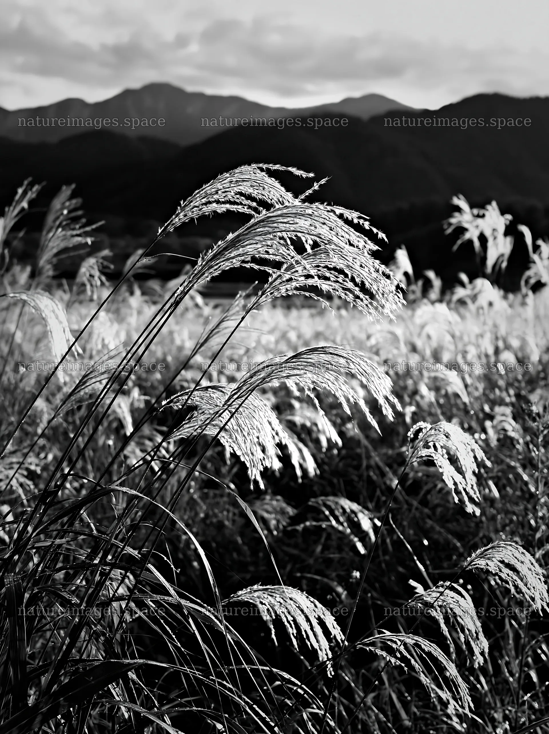 Meadow seedheads in Iwate after rain – nature images 6866x9174