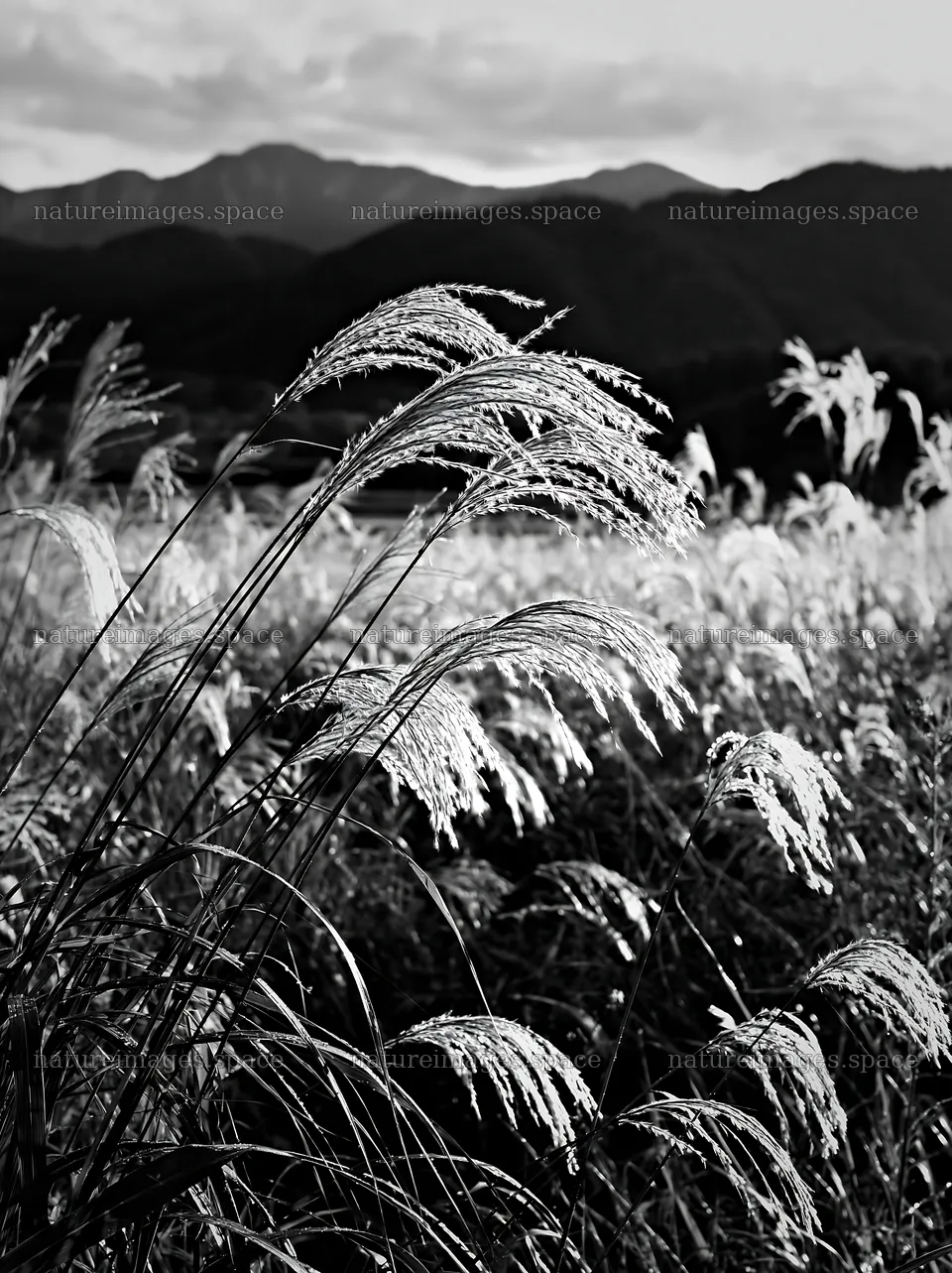 Meadow seedheads in Iwate after rain – nature images 6866x9174