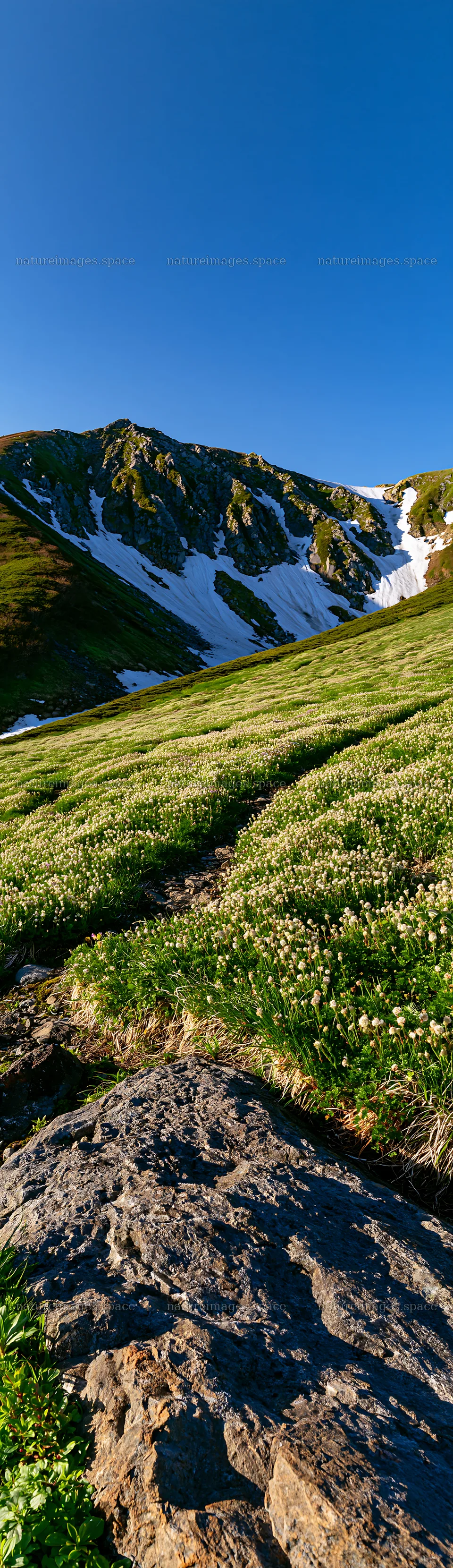 Toyama alpine meadow snowmelt rock foreground – nature images 4268x14762