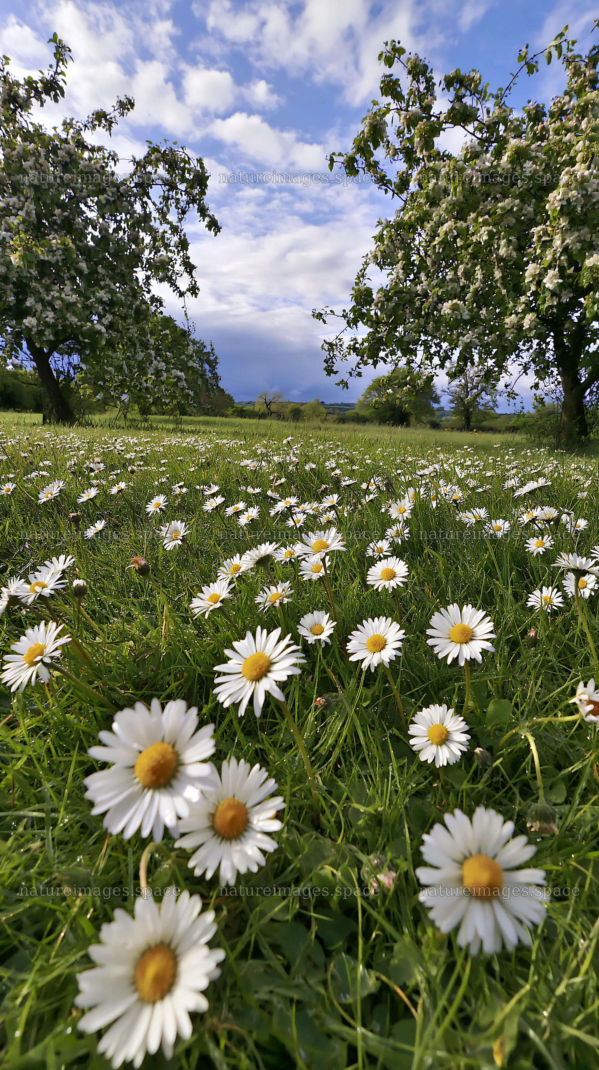 Daisies growing in an apple meadow under a blue sky – nature images 5938x10608