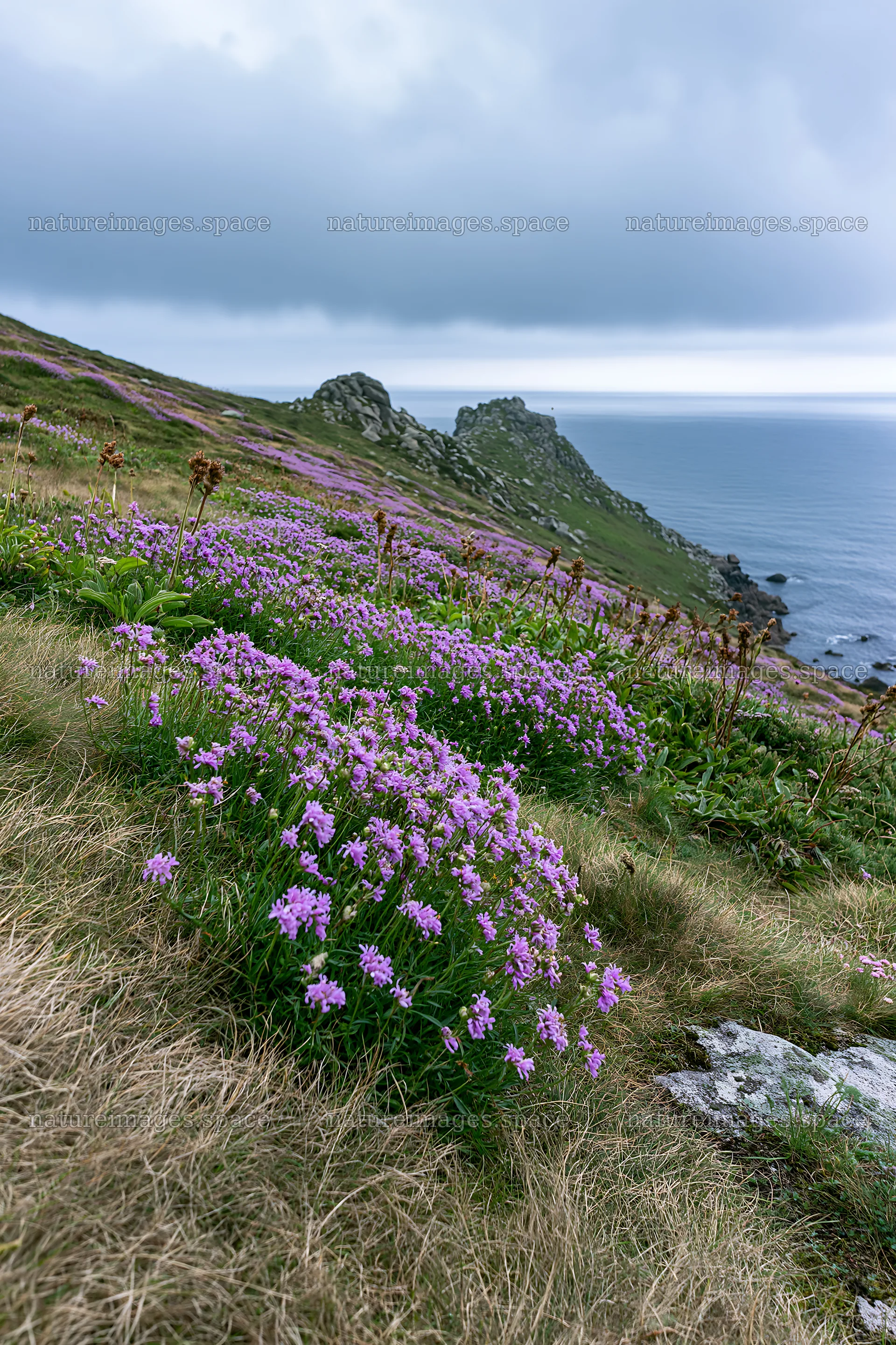 Coastal cliff meadow with purple flowers near the ocean – nature images 6480x9722