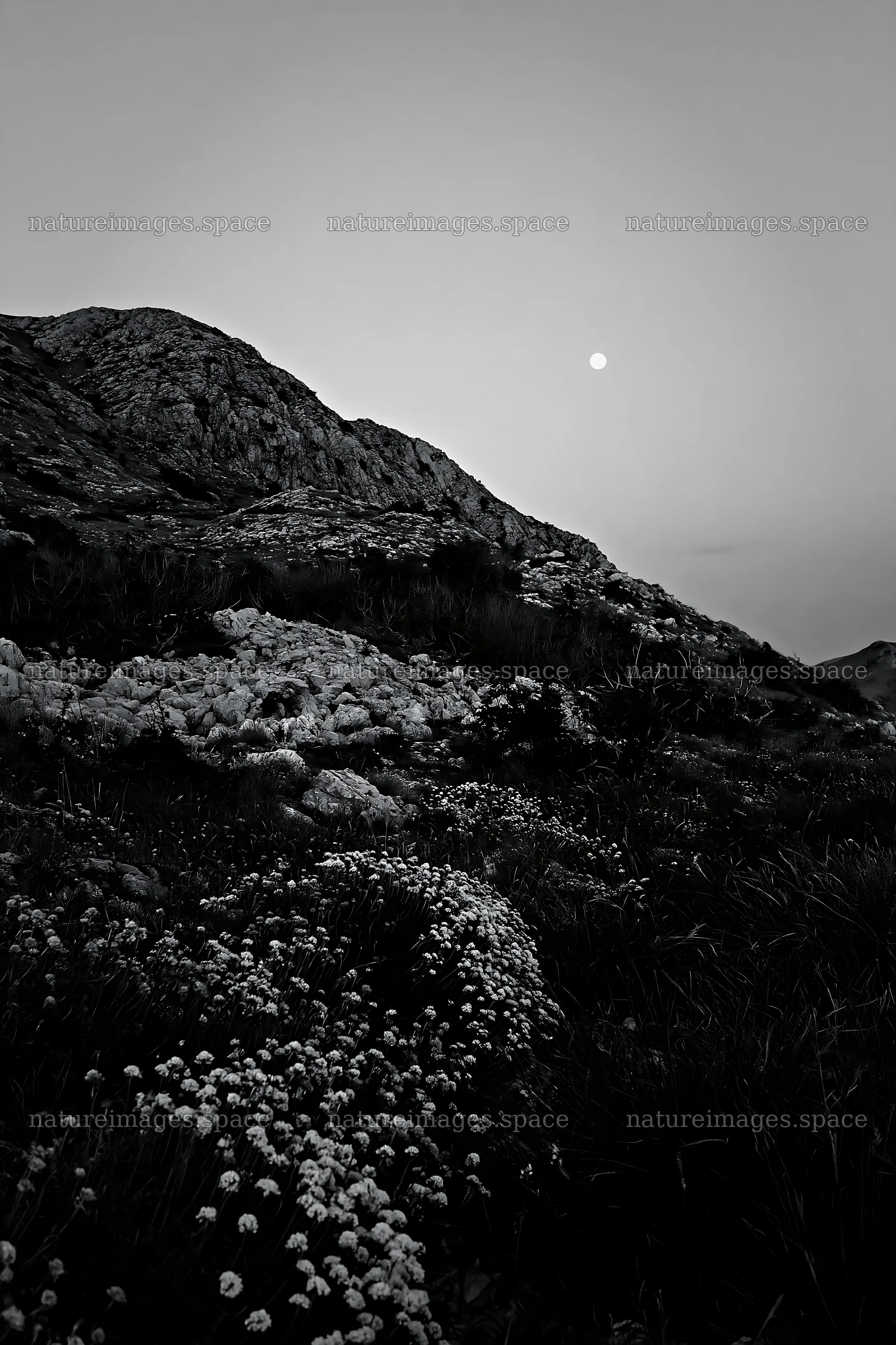 Moonrise over a rocky meadow with wildflowers and hills – nature images 6480x9722