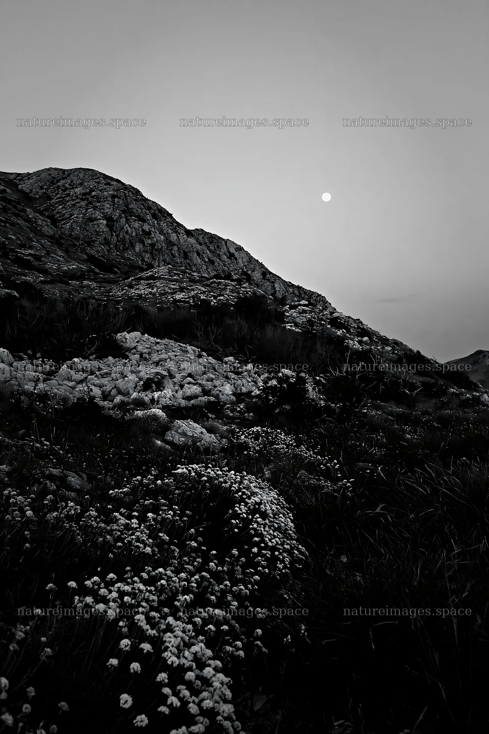Moonrise over a rocky meadow with wildflowers and hills – nature images 6480x9722