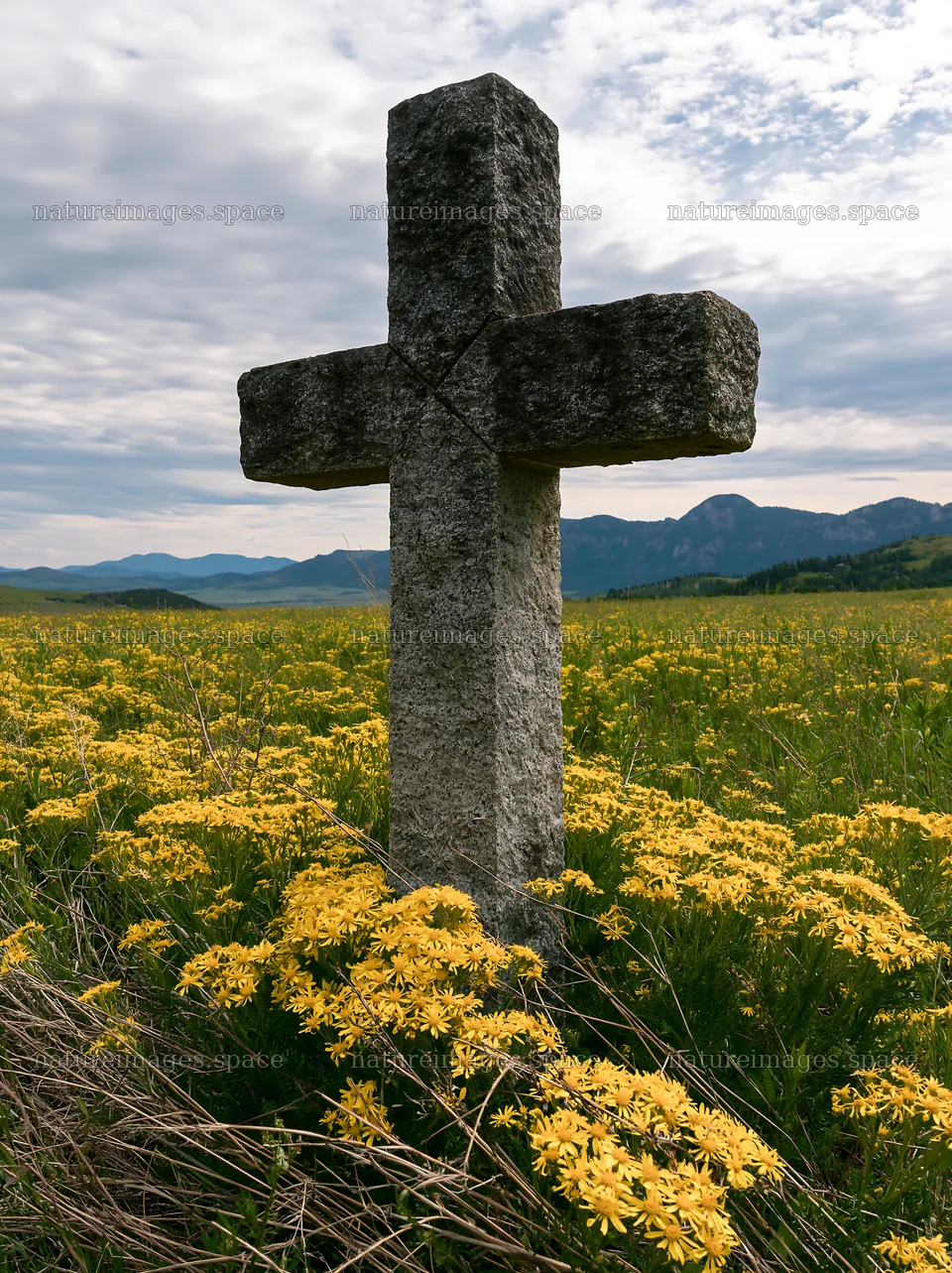 Christian cross in yellow wildflower meadow with mountains – nature images 6866x9174