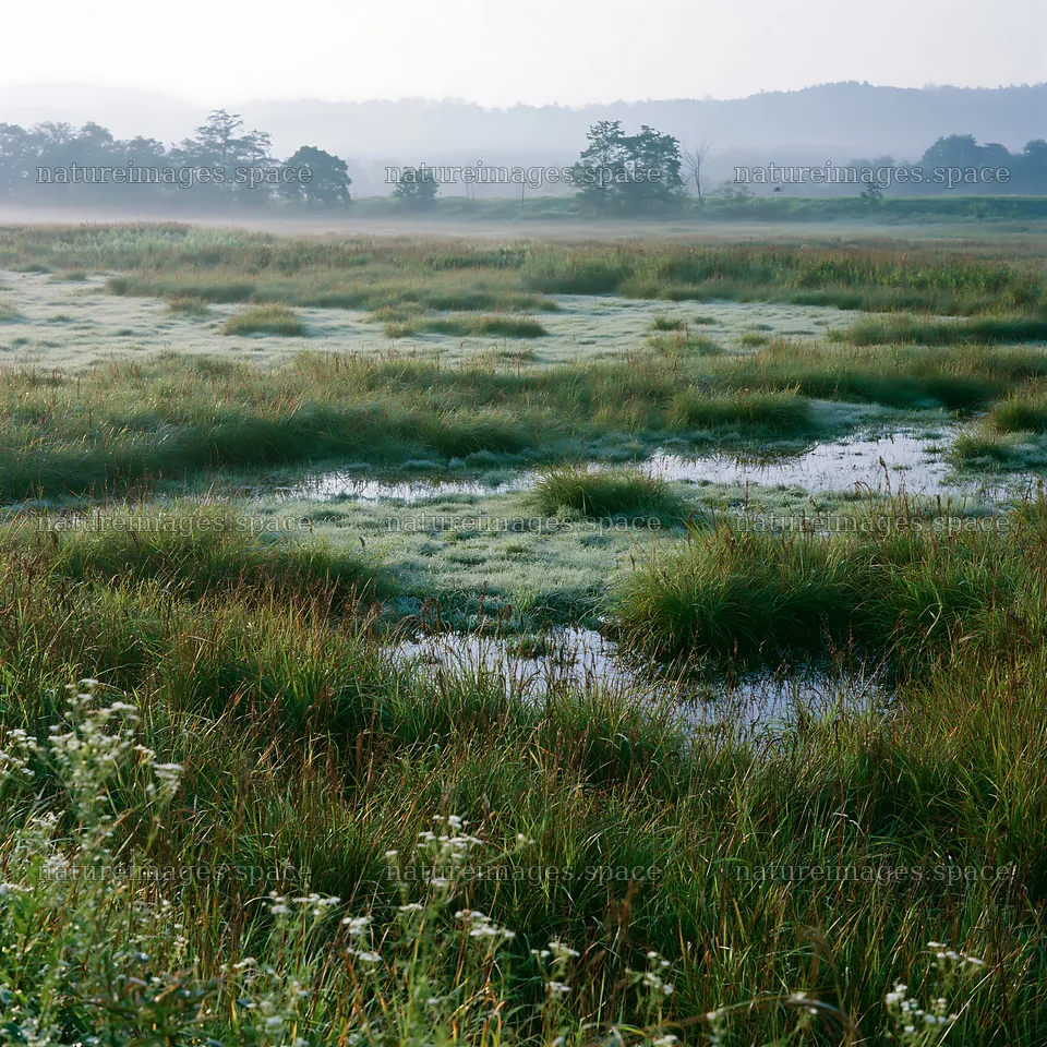 Niigata floodplain restoration meadow dew foreground – nature images 7938x7938