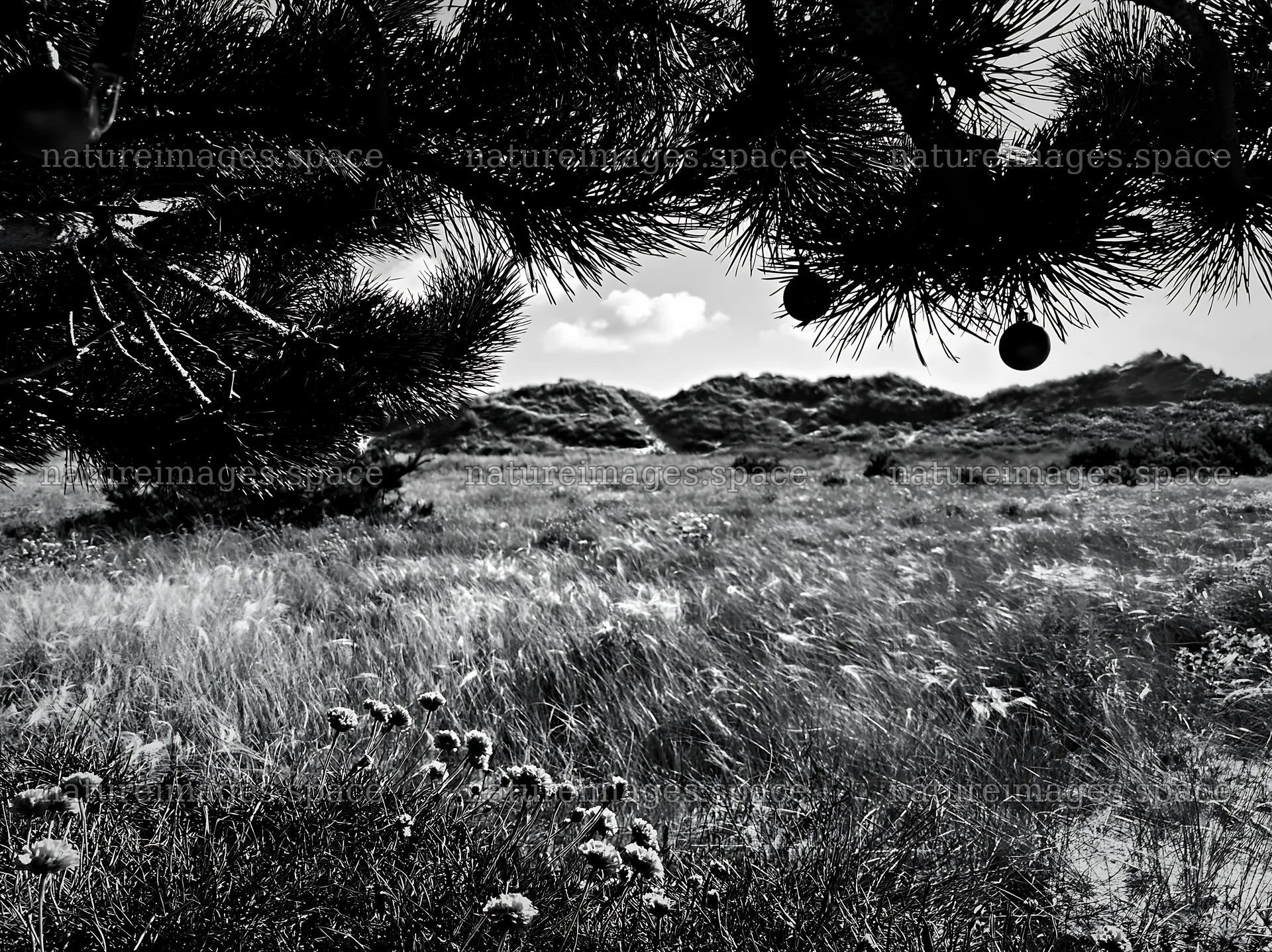 Christmas meadow near beach dunes with lights in black and white – nature images 9174x6866