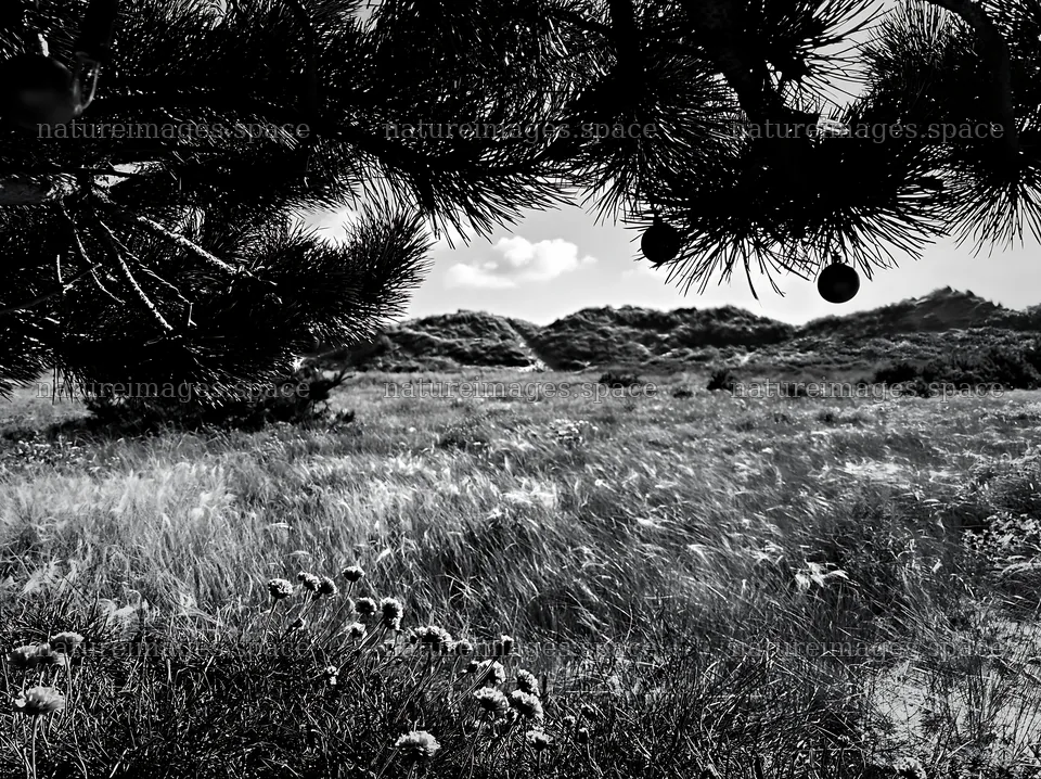 Christmas meadow near beach dunes with lights in black and white – nature images 9174x6866