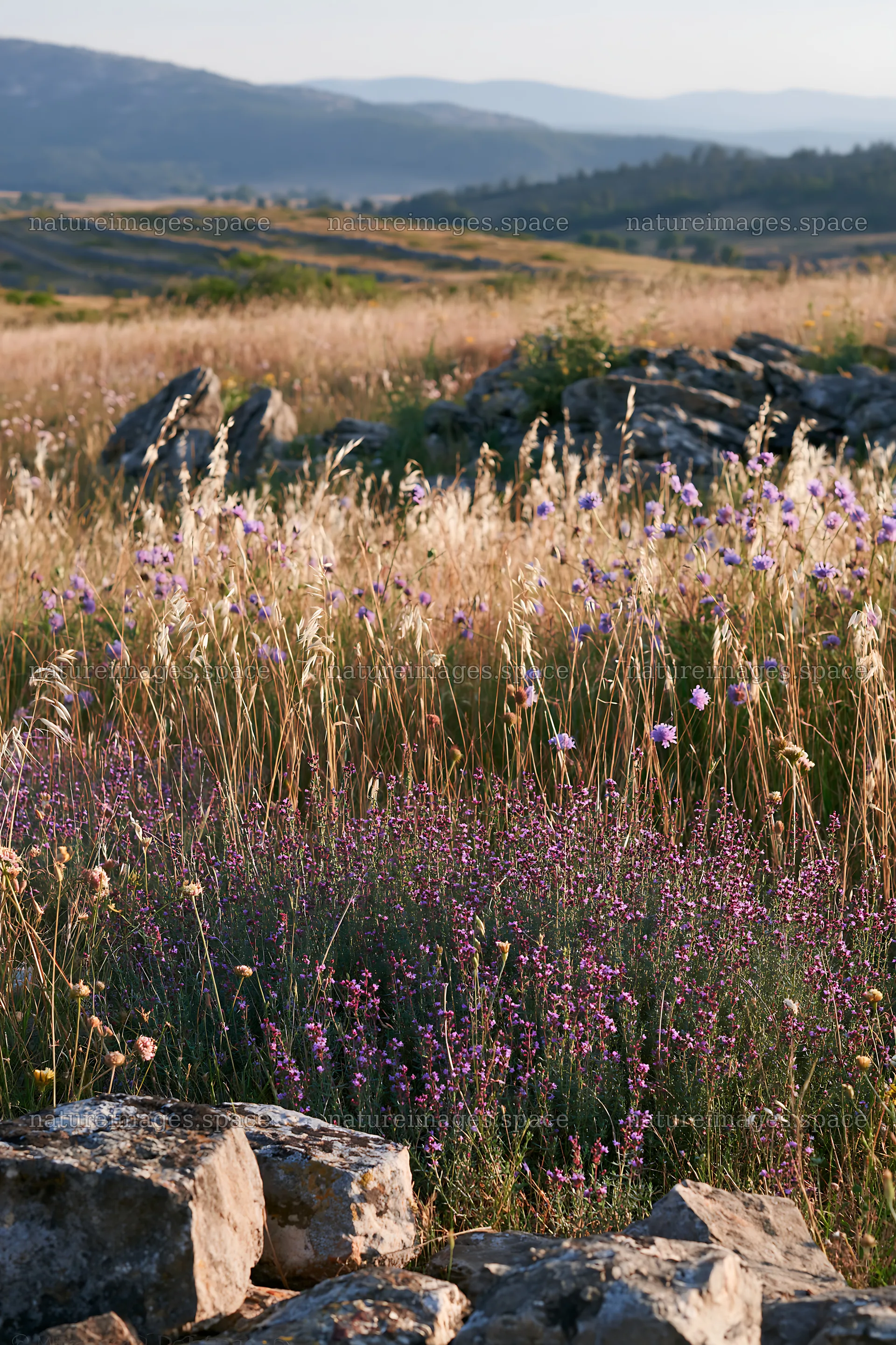 Vibrant meadow with wildflowers under a clear sky – nature images 6480x9722