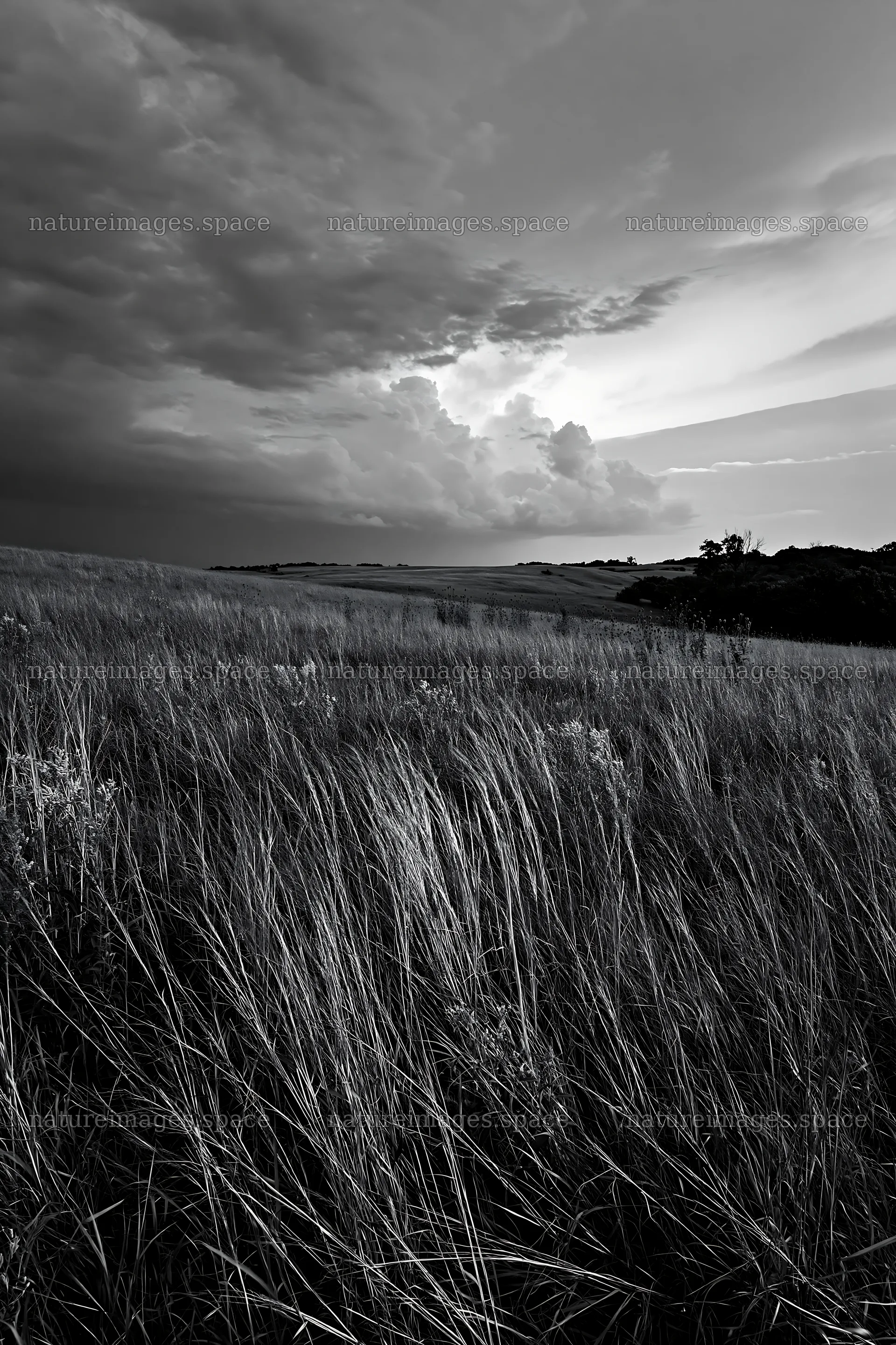Meadow landscape under cloudy sky in black and white – nature images 6480x9722
