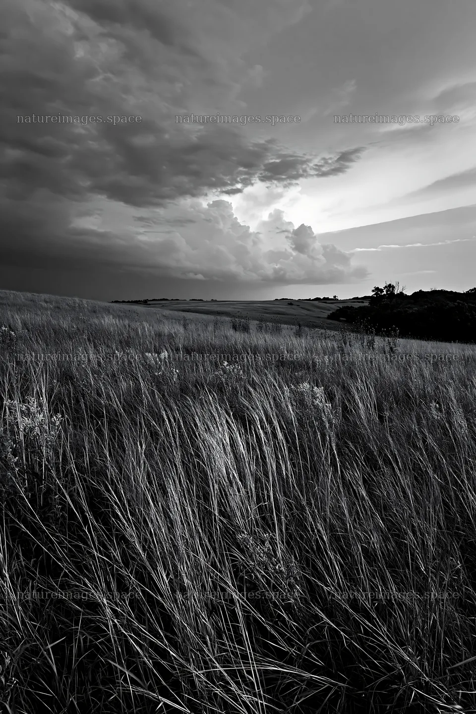 Meadow landscape under cloudy sky in black and white – nature images 6480x9722