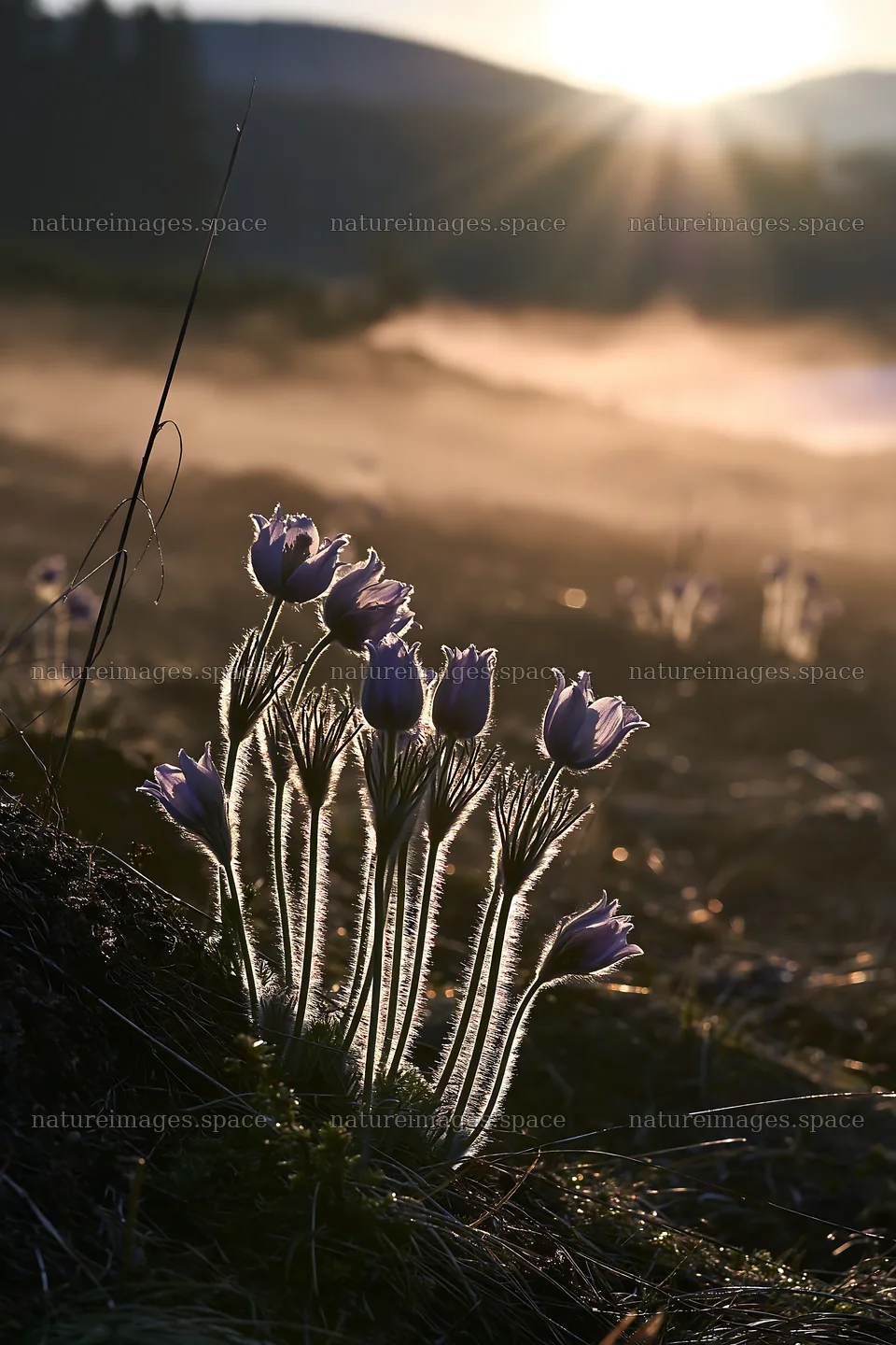 Snowdrift meadow with blooming flowers at sunrise – nature images 6480x9722