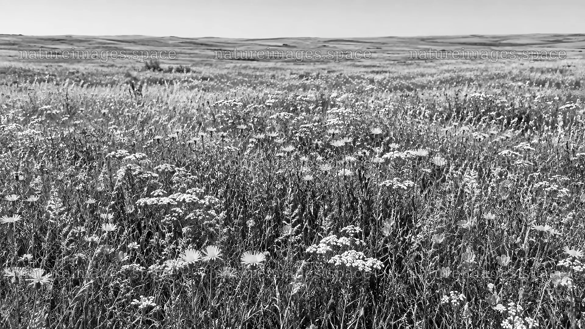 Wildflower Meadow in Black and White – nature images 10324x5812