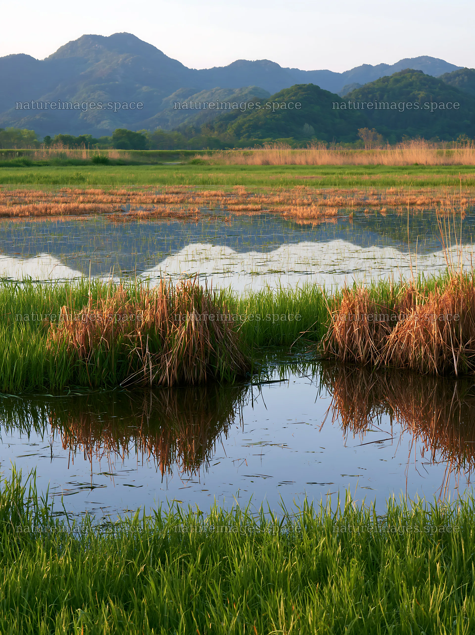 Shiga wetland meadow climate adaptation reeds reflect in water – nature images 6866x9174