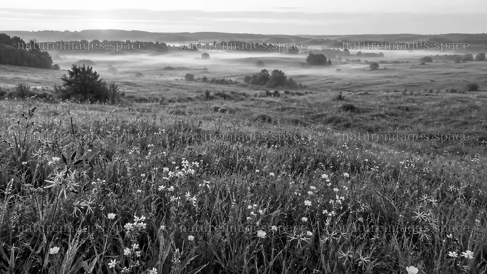 Wildflower Meadow and Misty Hills in Monochrome – nature images 10324x5812