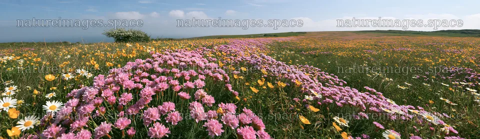 Colorful flowers in an Easter tree meadow – nature images 14762x4268