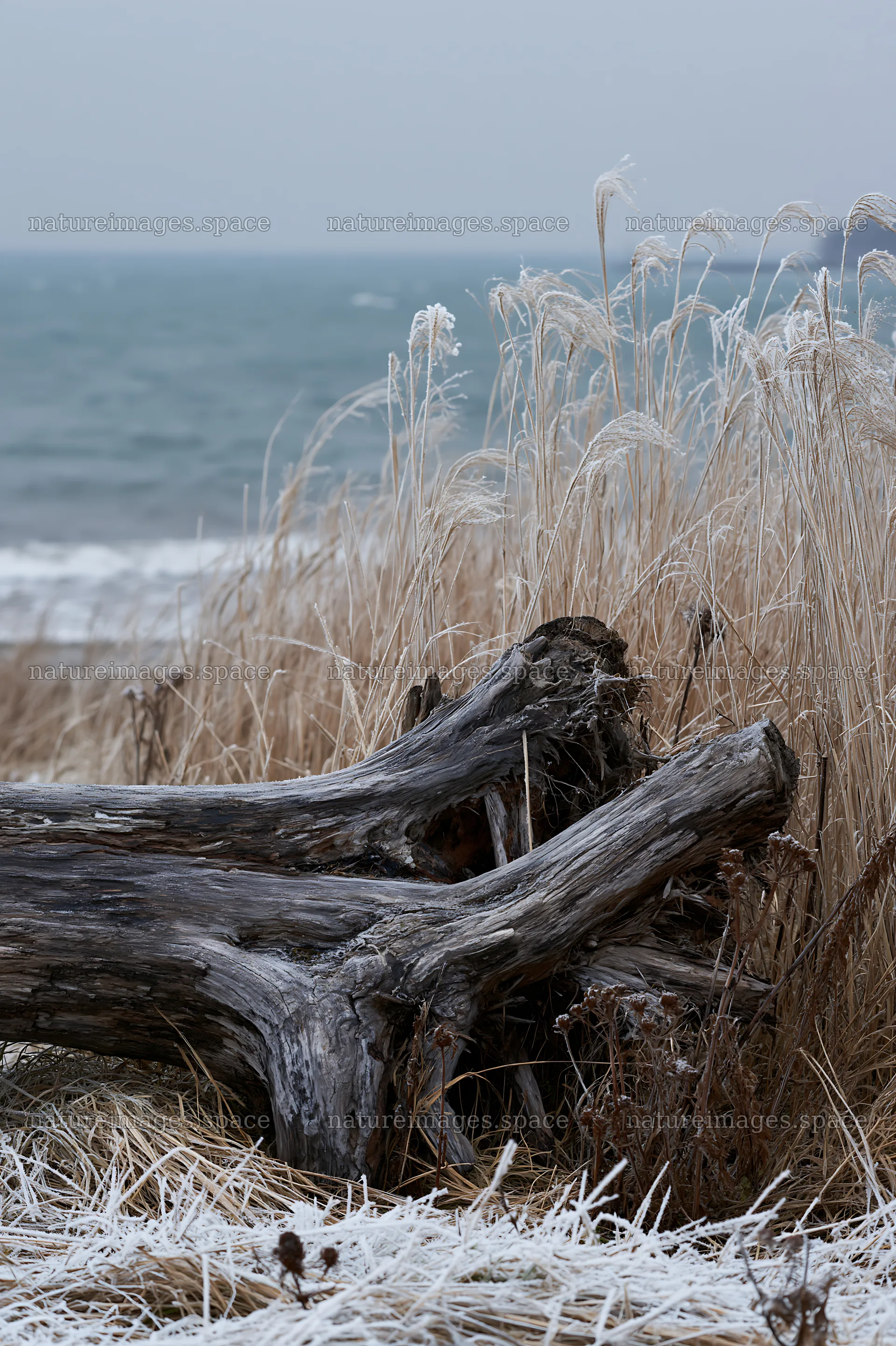 Ishikawa coastal meadow storm washed driftwood lies by the sea – nature images 6480x9722