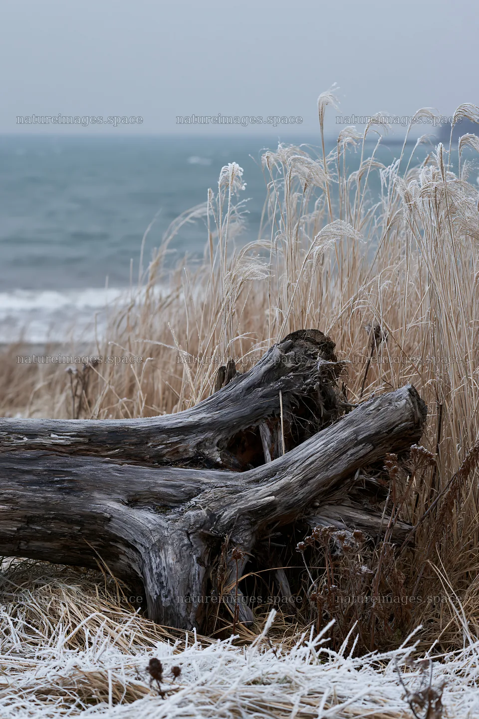 Ishikawa coastal meadow storm washed driftwood lies by the sea – nature images 6480x9722