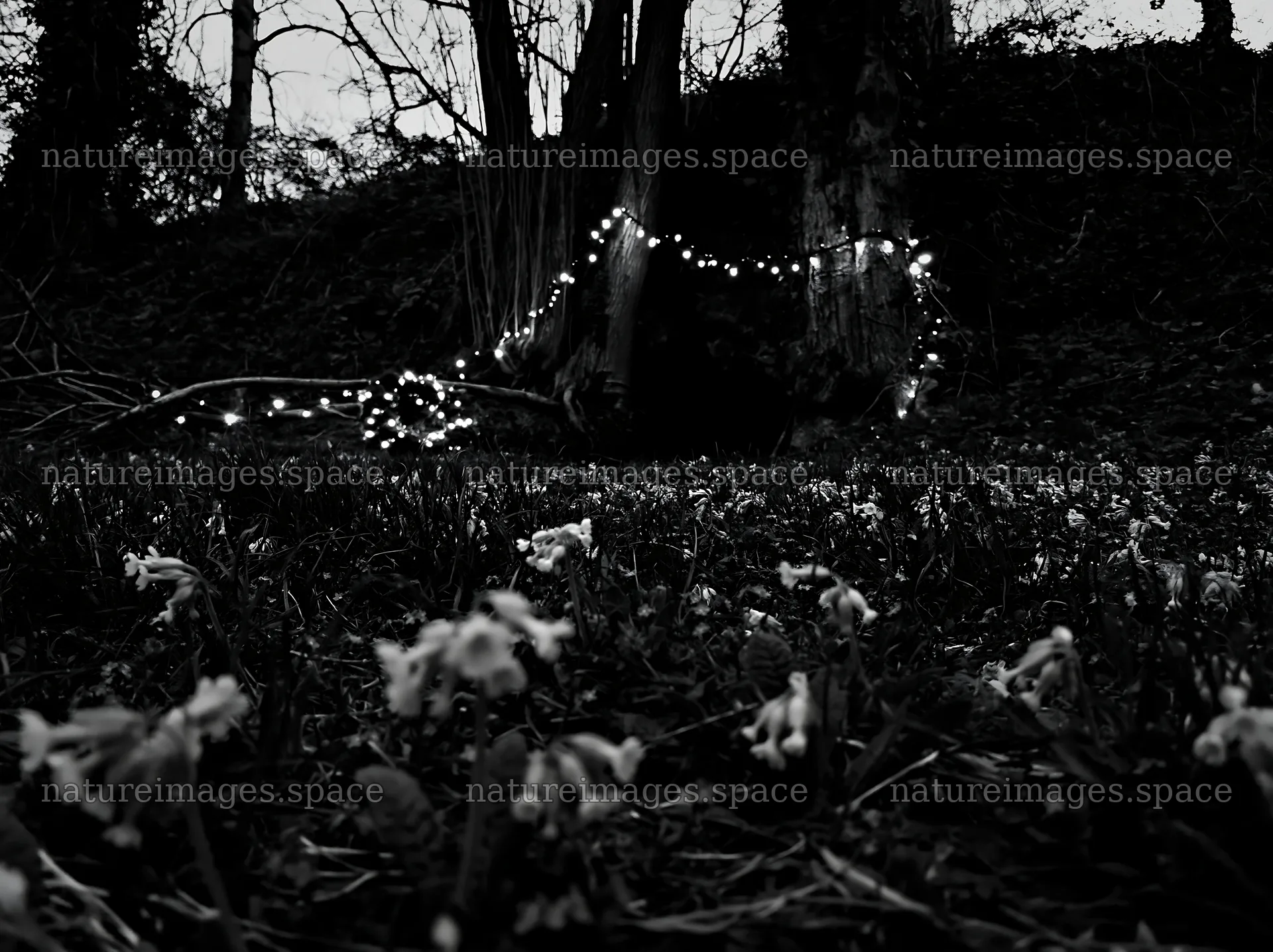 Christmas lights beside cave in meadow at dusk – nature images 9174x6866