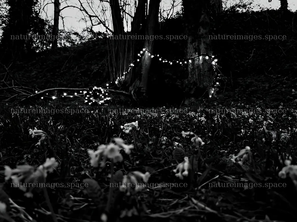 Christmas lights beside cave in meadow at dusk – nature images 9174x6866