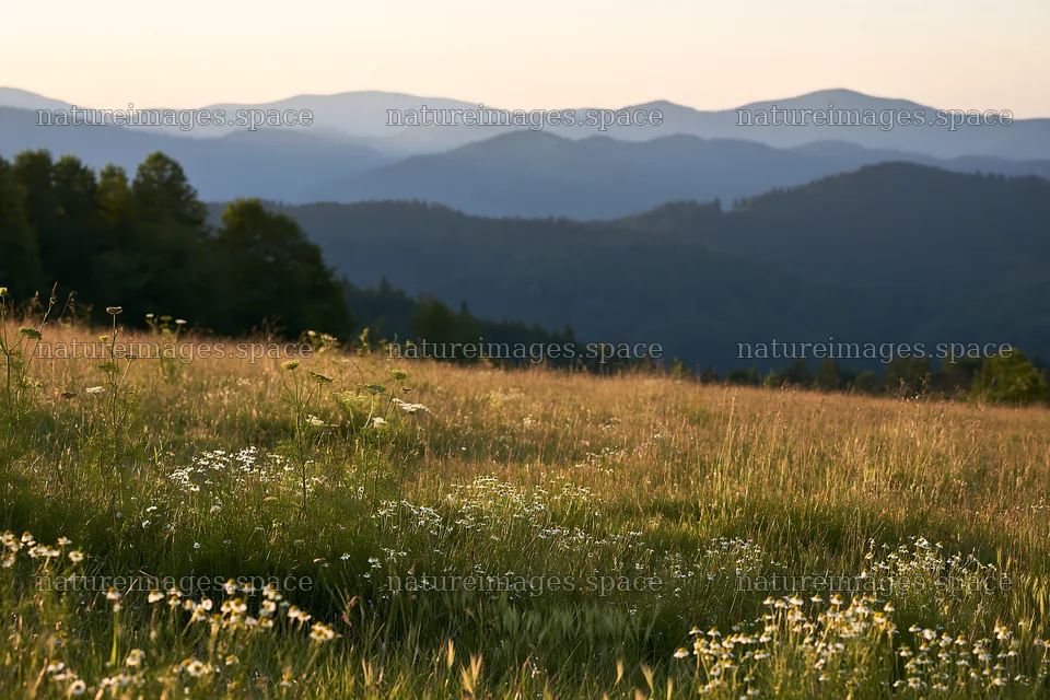 Chamomile meadow for wellness campaign – nature images 9722x6480