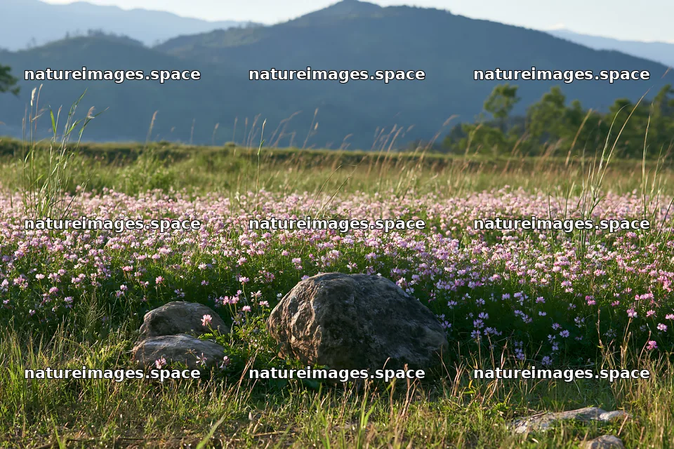 Kyoto spring wildflower meadow with stone foreground – nature images 9722x6480