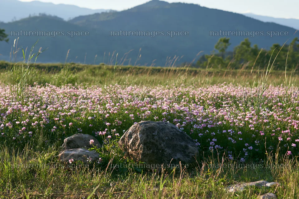 Kyoto spring wildflower meadow with stone foreground – nature images 9722x6480