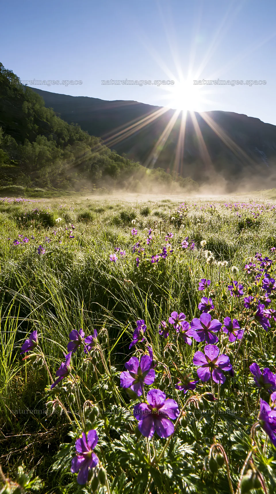 Sunbeams shining over Jotunheimen valley meadow with flowers – nature images 5938x10608