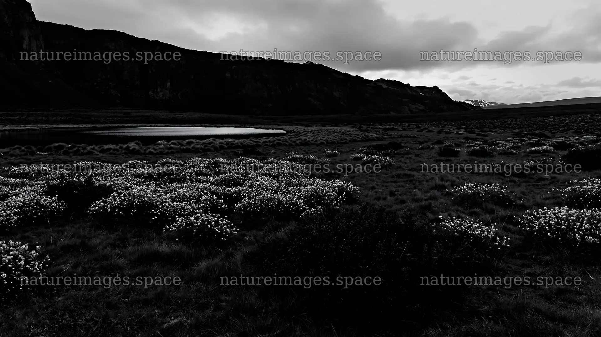Regenerative meadow with water body and mountains in background – nature images 10608x5938