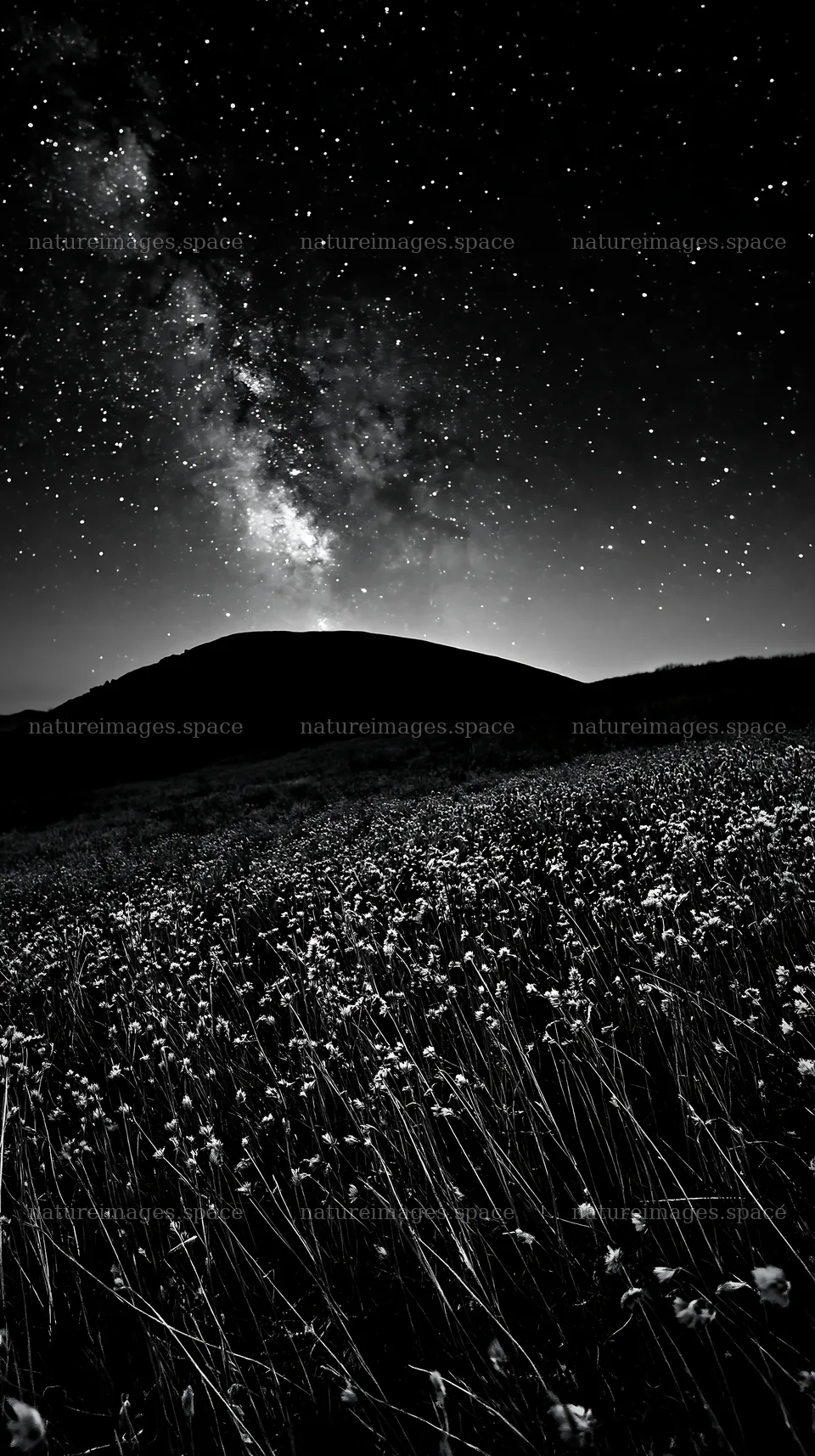 Meadow with seedheads under a starry night sky – nature images 5938x10608