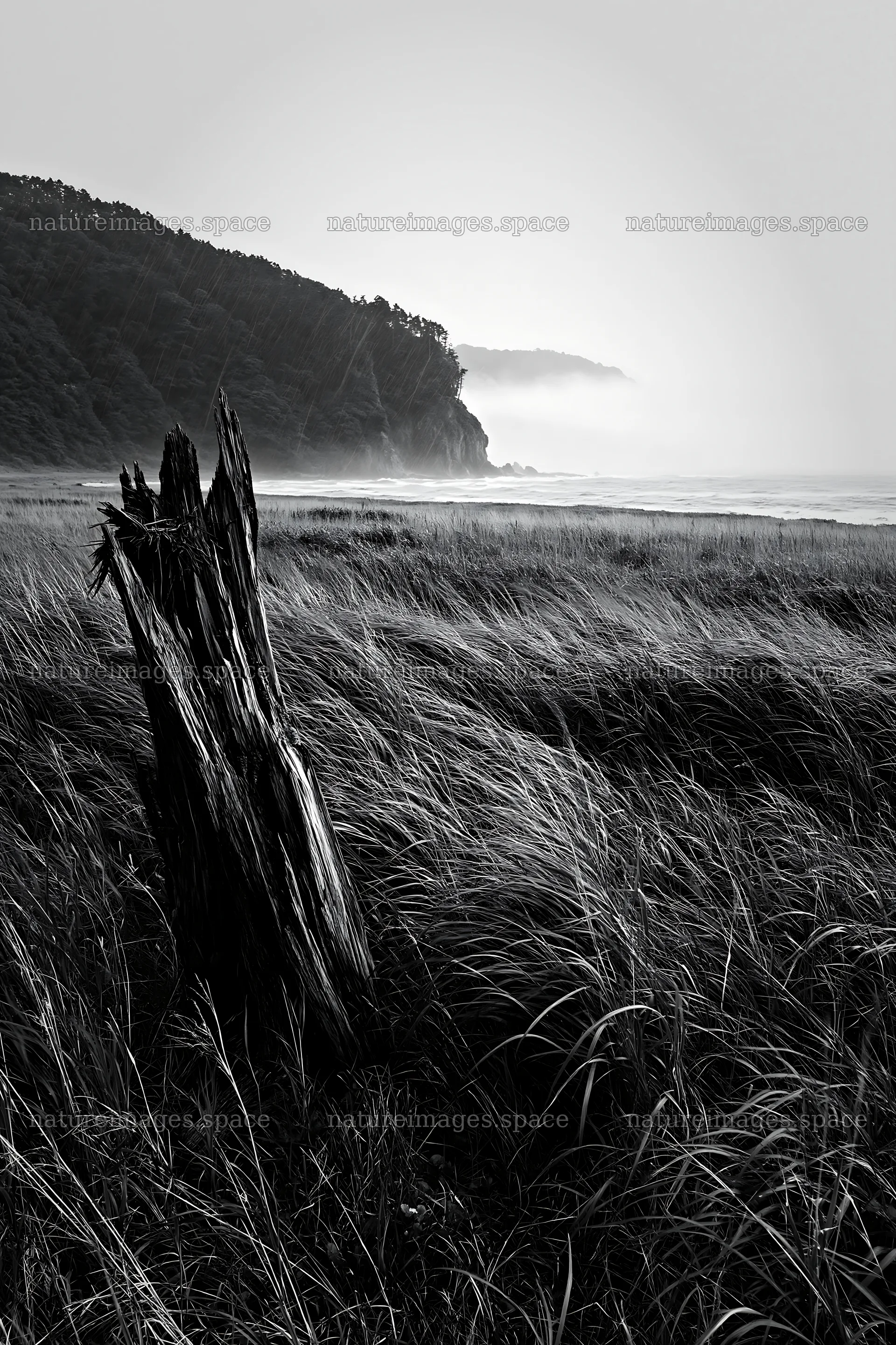 Ishikawa coastal meadow storm washed driftwood in grass – nature images 6480x9722