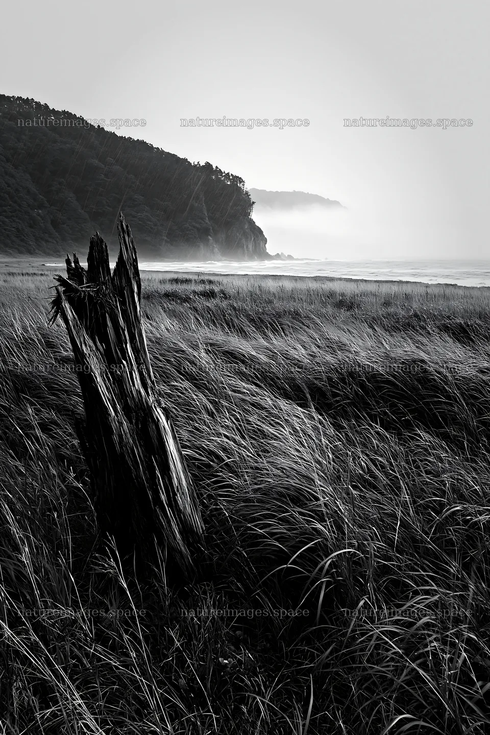 Ishikawa coastal meadow storm washed driftwood in grass – nature images 6480x9722