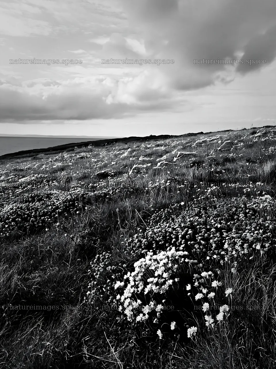 Cloudy dry flower meadow near the ocean – nature images 6866x9174