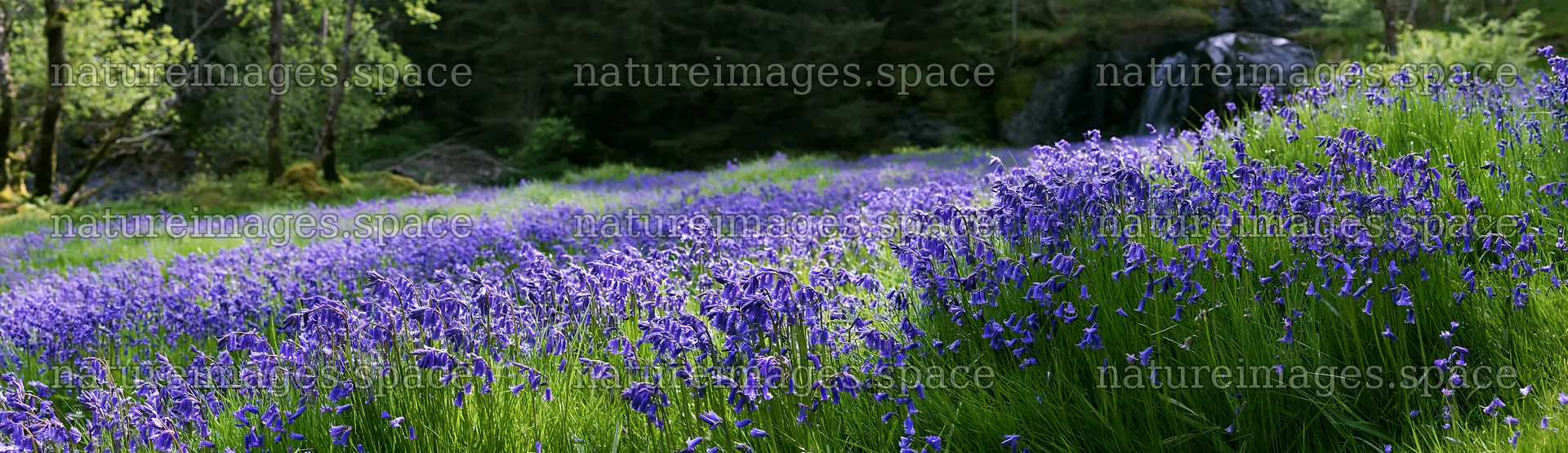 Wildflower meadow beside a cascade with blue flowers – nature images 14762x4268