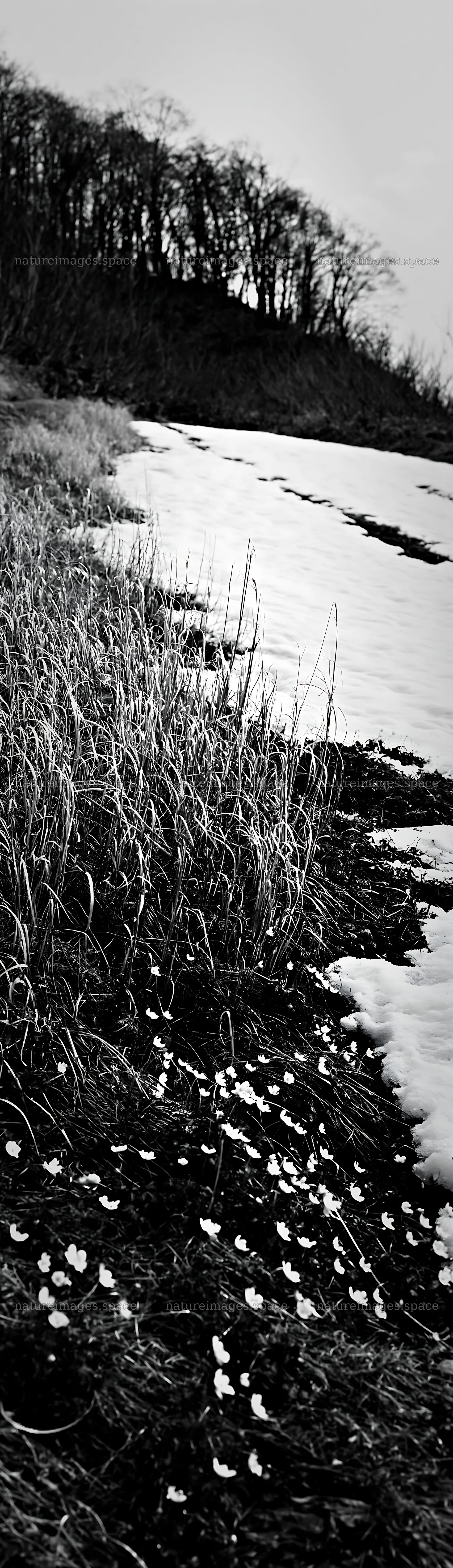 Akita snowmelt meadow with silver grasses in early spring – nature images 4268x14762
