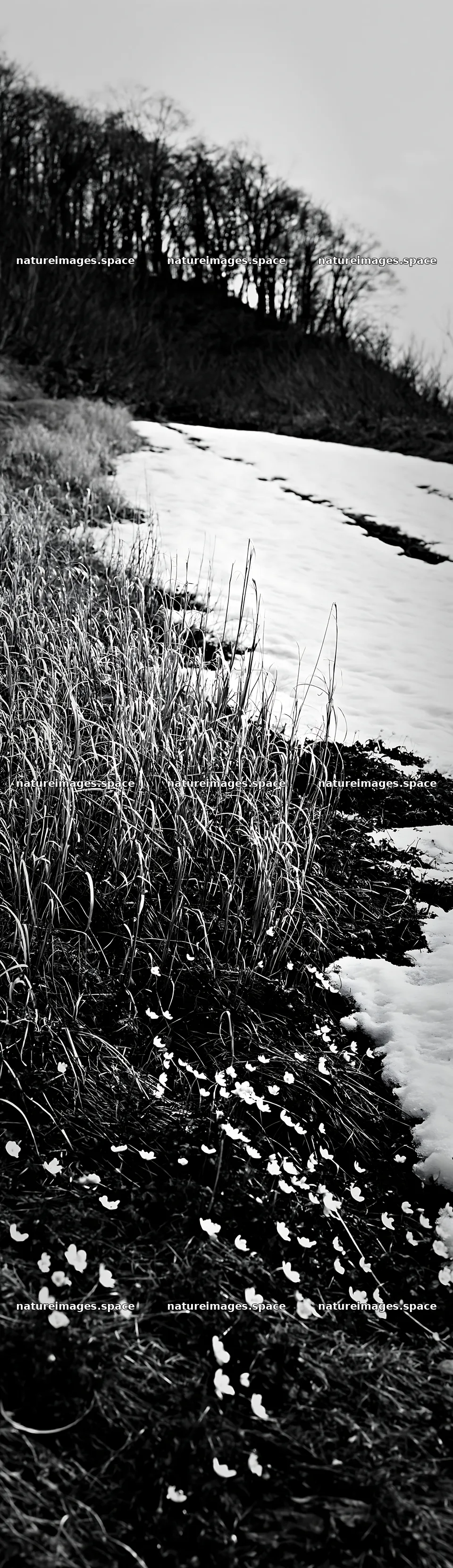 Akita snowmelt meadow with silver grasses in early spring – nature images 4268x14762