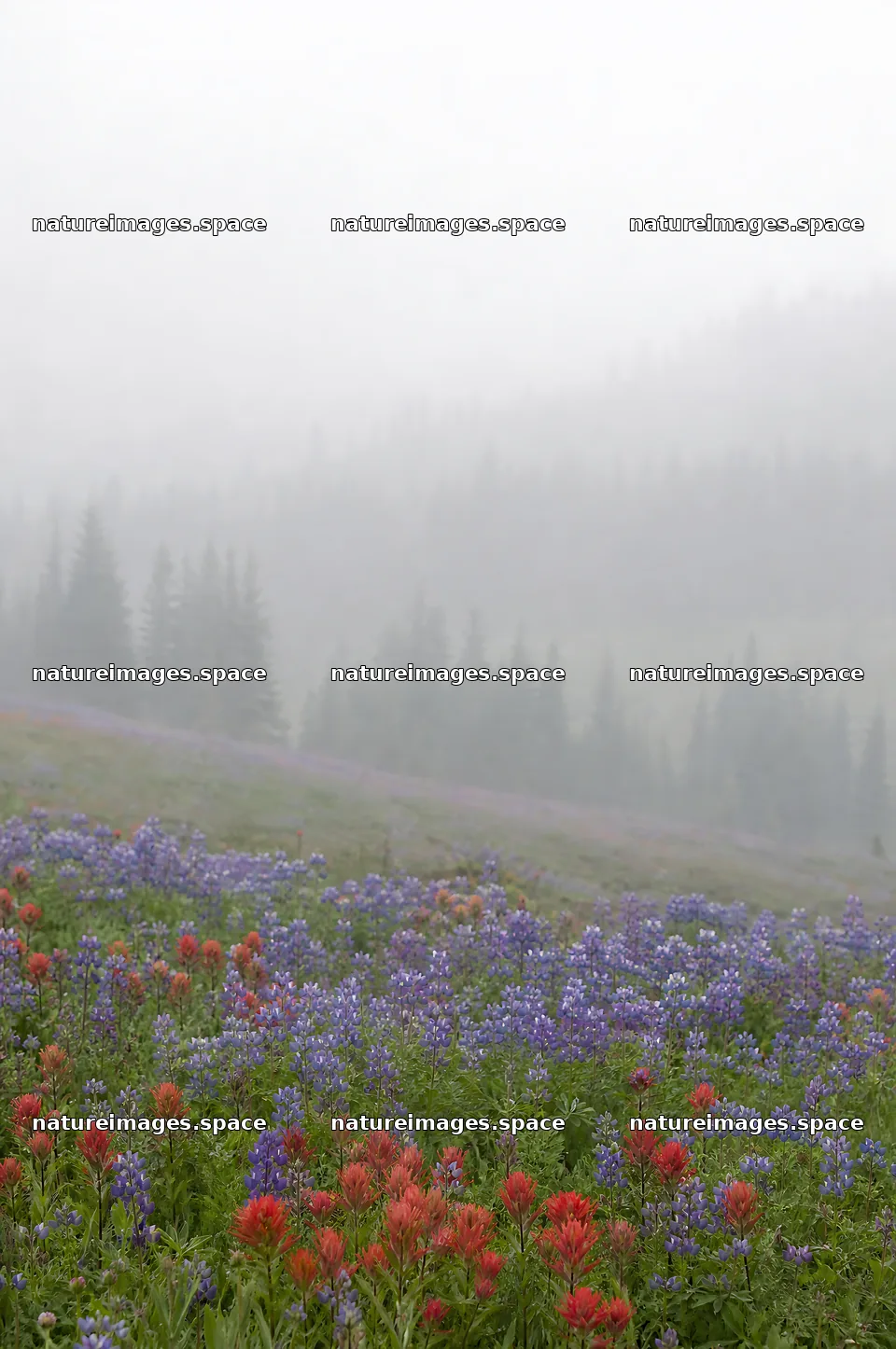 Paintbrush lupine meadow with fog and trees in the background – nature images 6468x9740