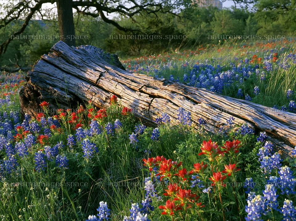 Weathered log in a meadow with wildflowers – nature images 9174x6866