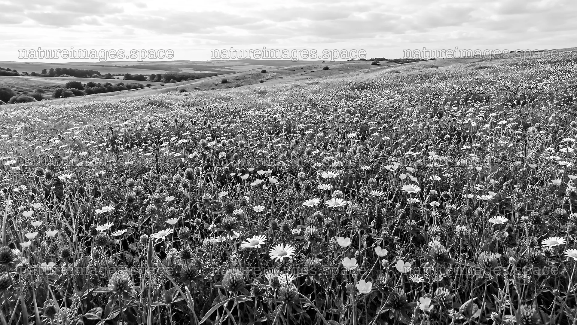 Black and White Wildflower Meadow on Rolling Hills – nature images 10324x5812
