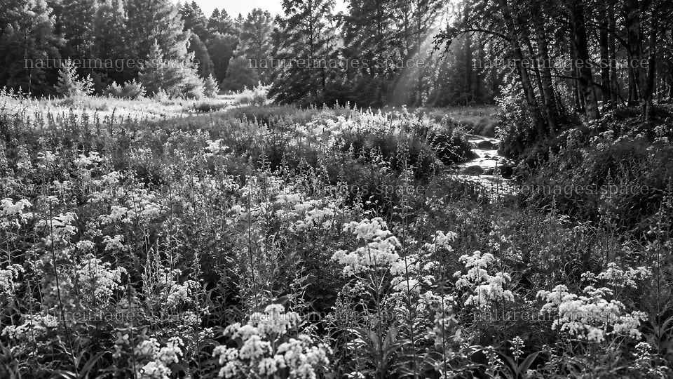 Forest Clearing with Sunbeams and Stream – nature images 10324x5812