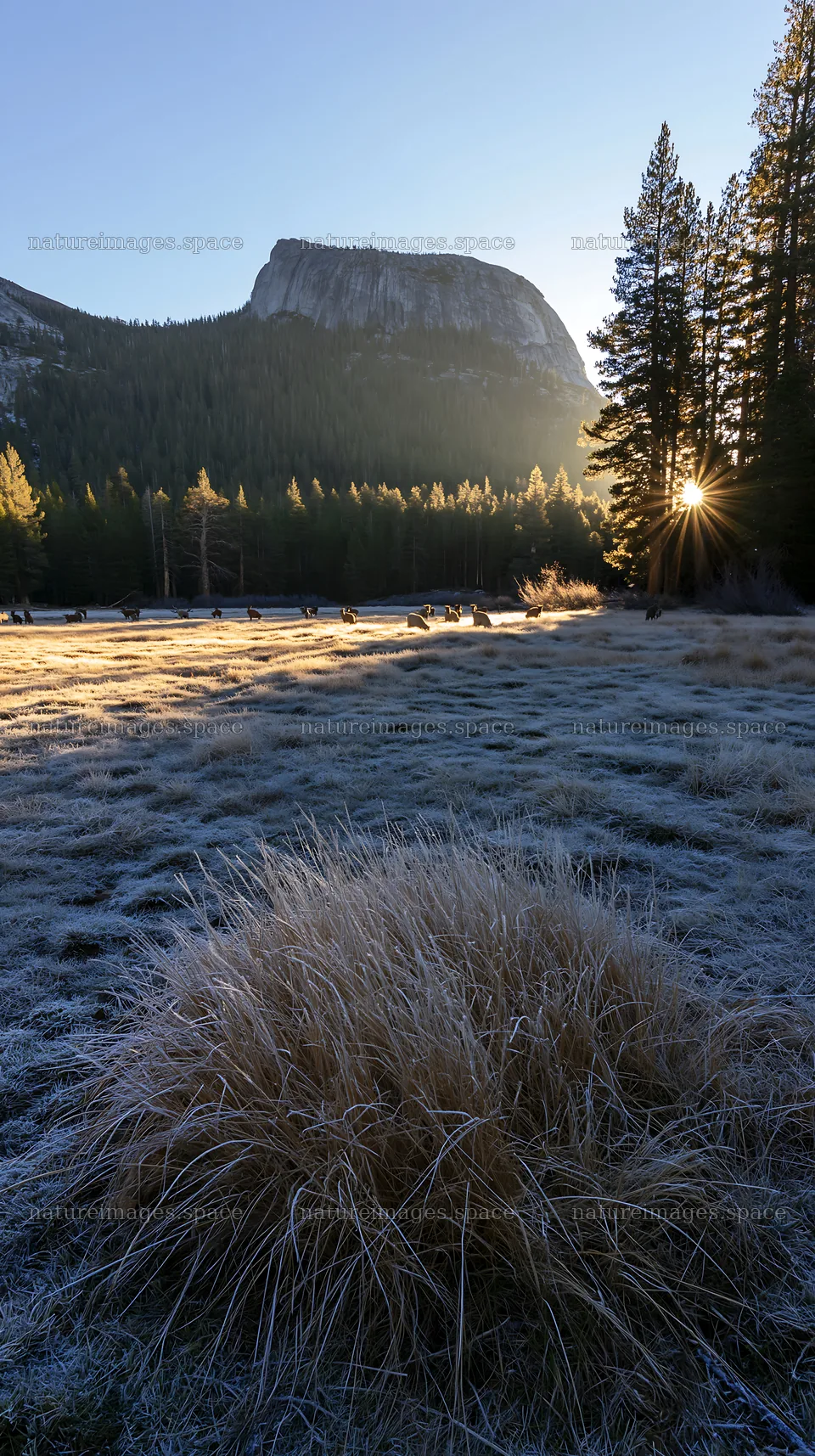 Frosty meadow sunrise with mountains and trees in the background – nature images 5938x10608