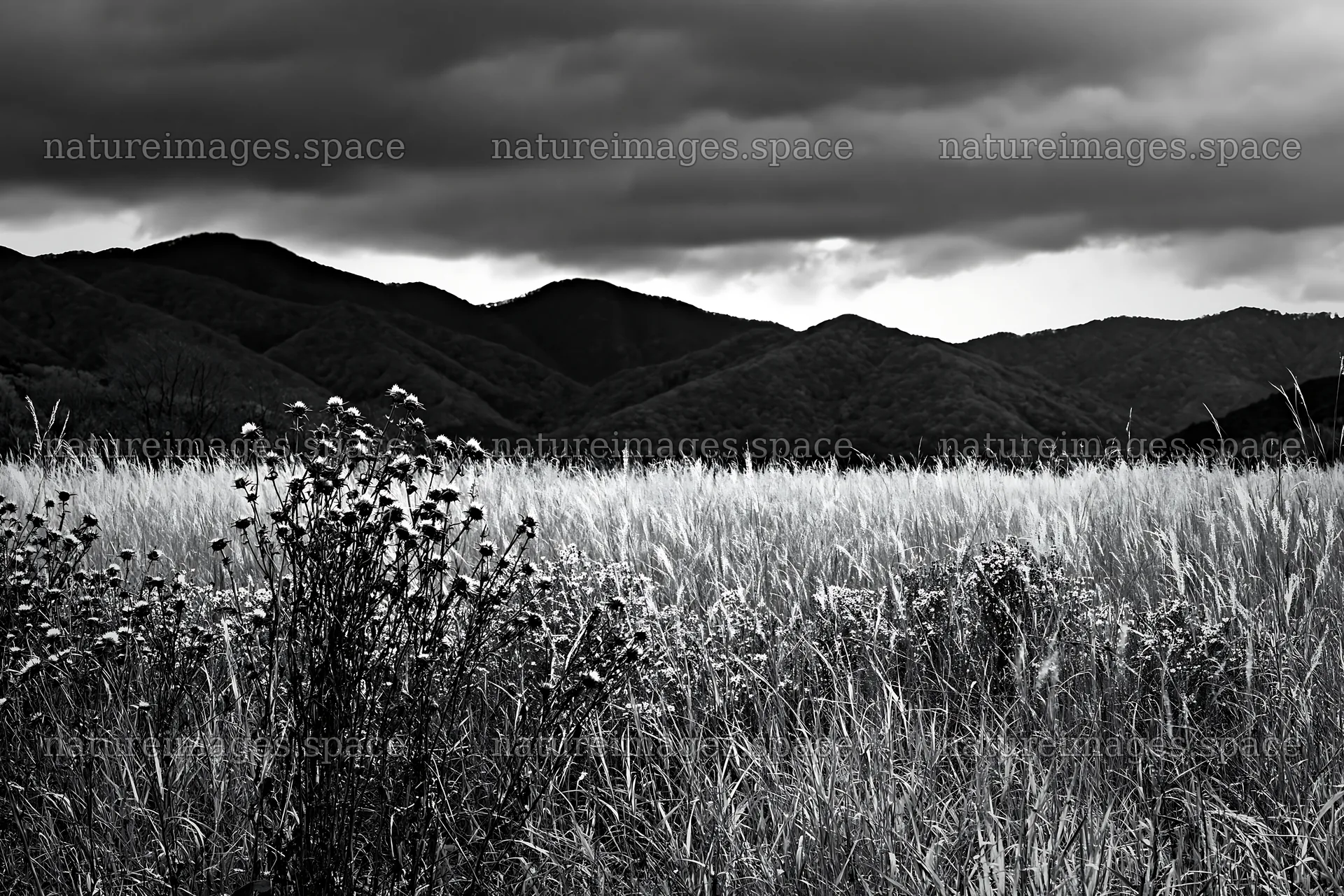 Okayama golden meadow with seedhead foreground – nature images 9722x6480