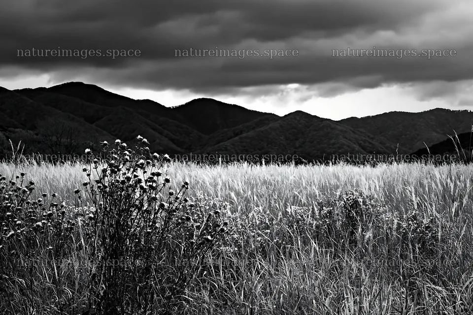 Okayama golden meadow with seedhead foreground – nature images 9722x6480