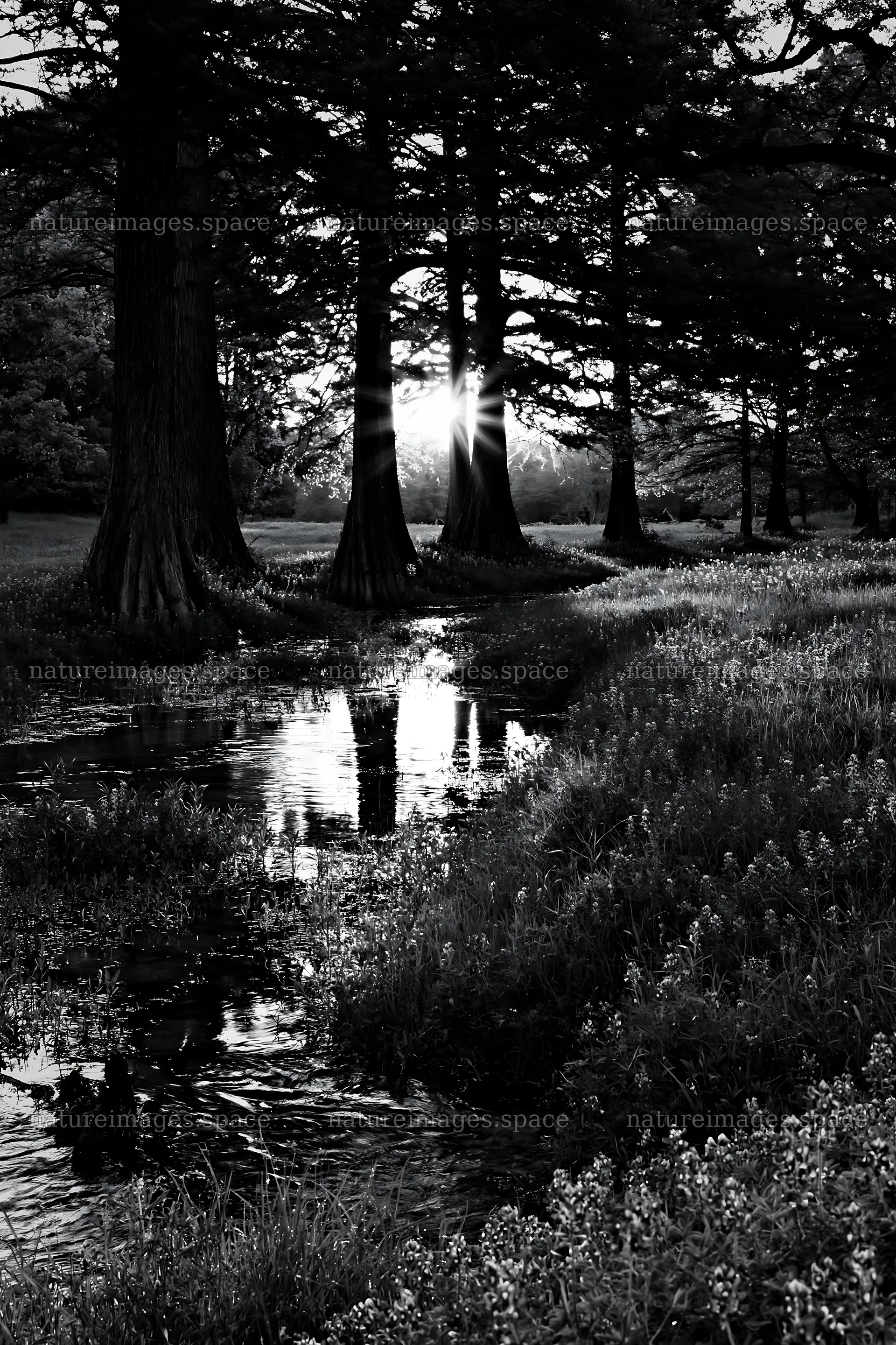 Bluebonnet meadow sunrise over water with trees and reflection – nature images 6480x9722