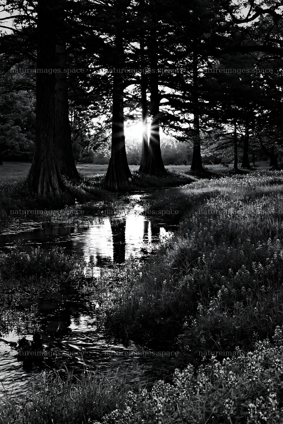 Bluebonnet meadow sunrise over water with trees and reflection – nature images 6480x9722