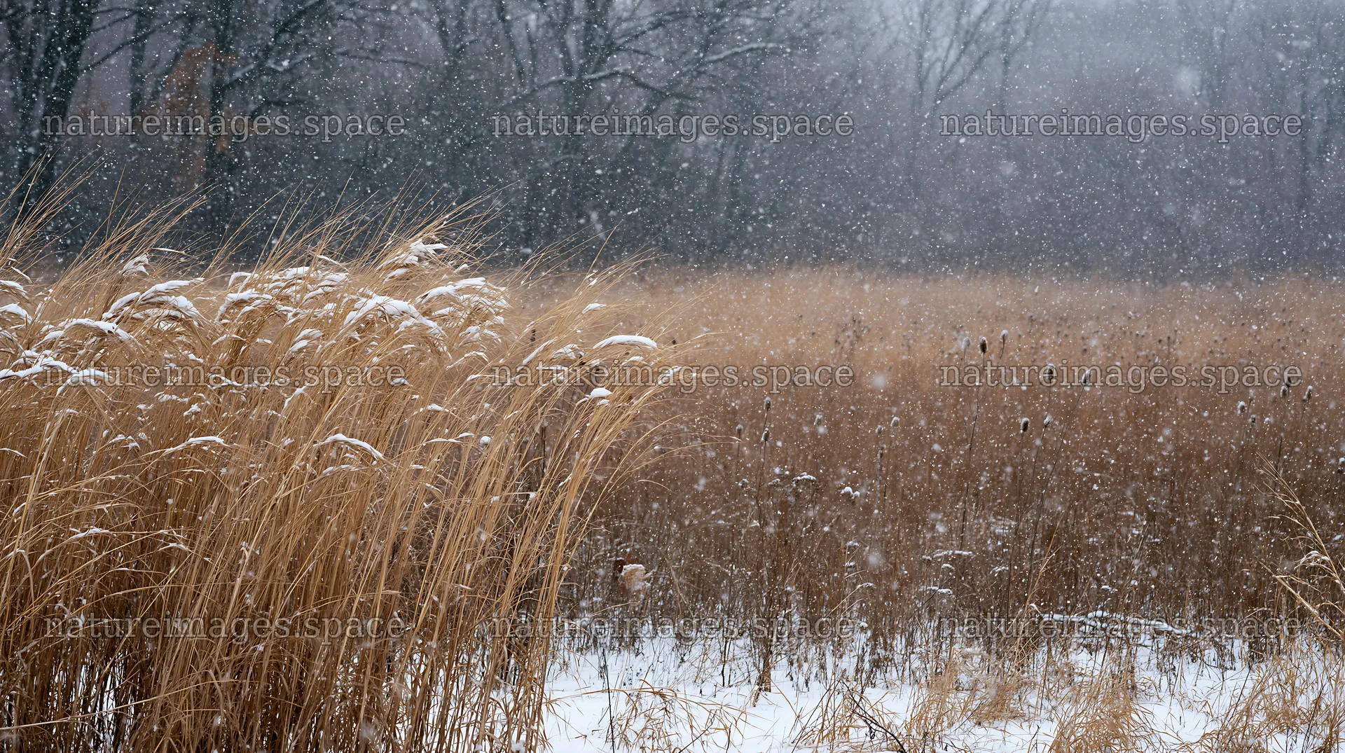 Tall grass meadow during snowfall in winter – nature images 10608x5938