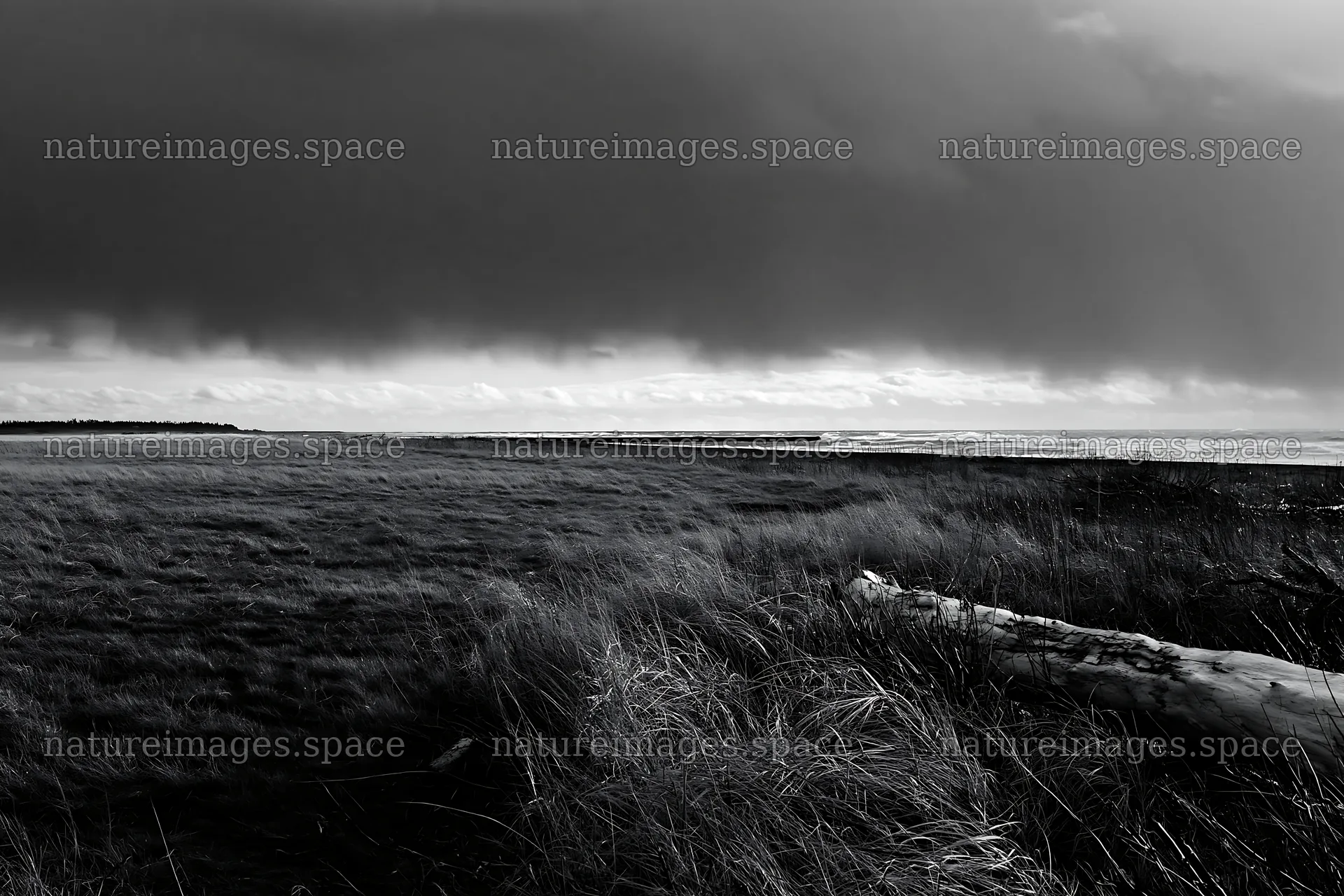Ishikawa coastal meadow with storm washed driftwood – nature images 9722x6480