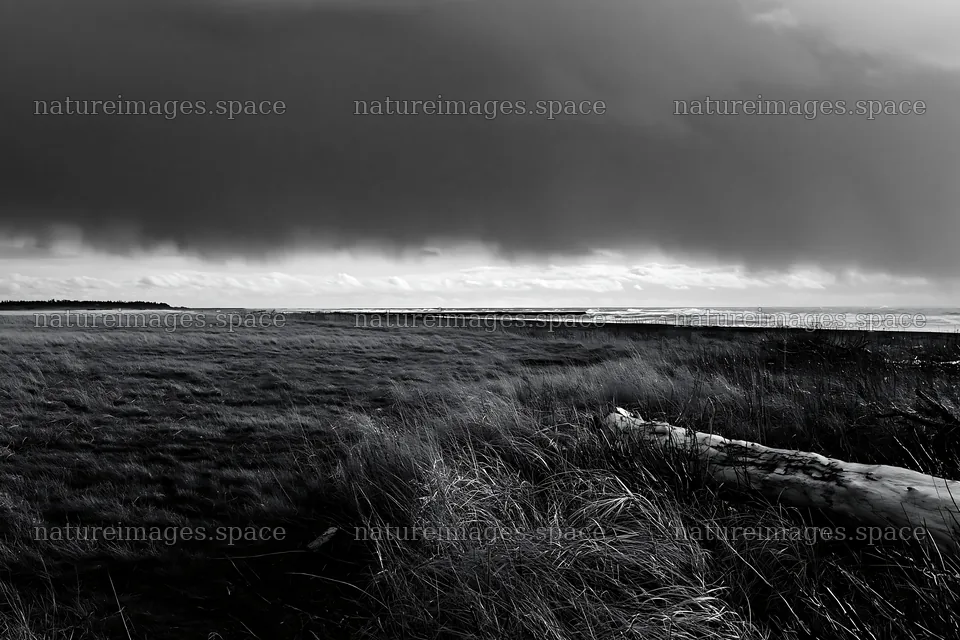 Ishikawa coastal meadow with storm washed driftwood – nature images 9722x6480