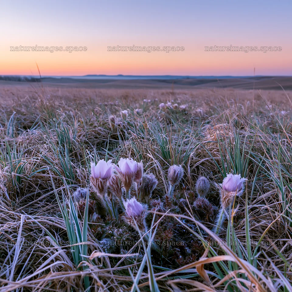 Spring meadow with blooming flowers at dusk – nature images 7938x7938