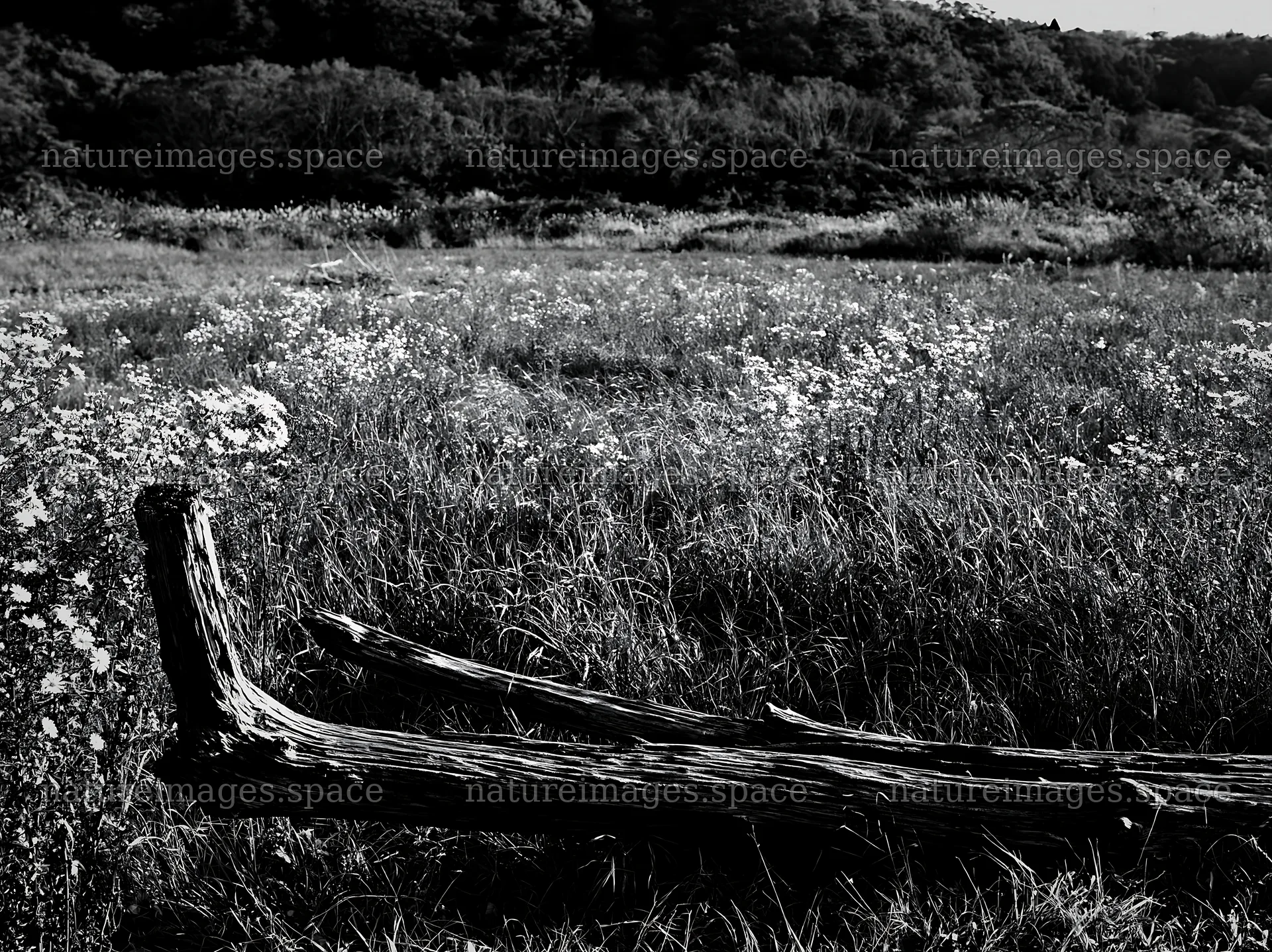 Wakayama autumn meadow with weathered wood in foreground – nature images 9174x6866
