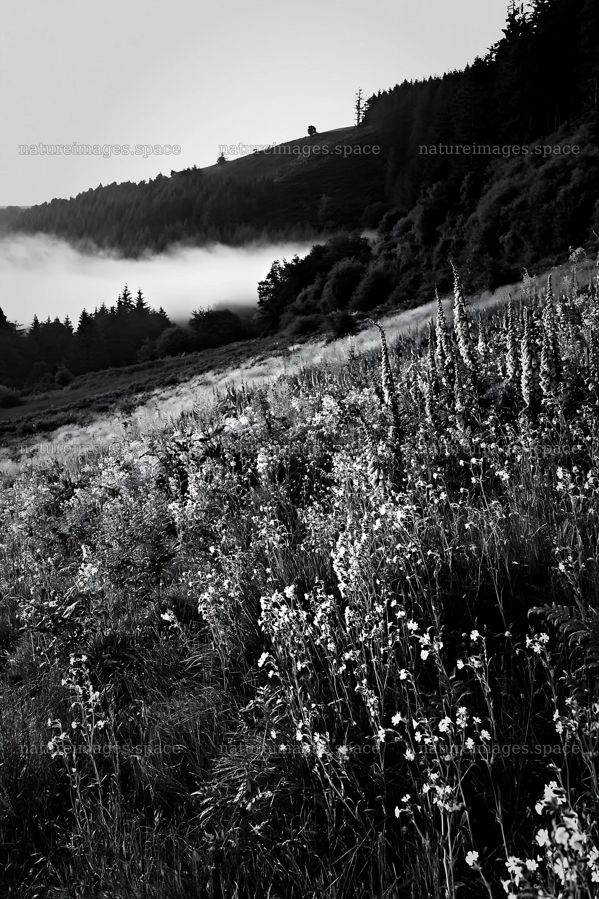 Meadow with campion and misty hills in the background – nature images 6480x9722